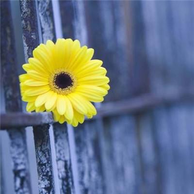 澳门4949资料免费大全手机app下载